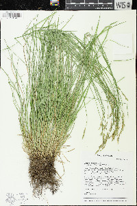 Carex bromoides image