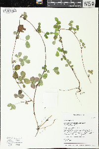 Rubus hispidus image