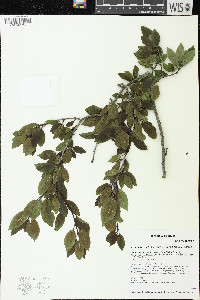 Ilex mucronata image