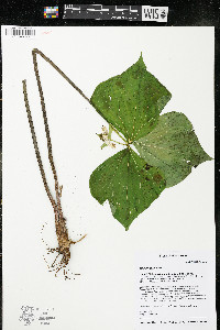 Trillium cernuum image