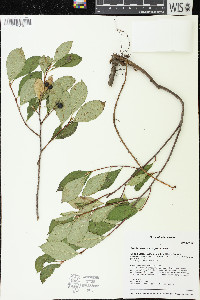 Aronia melanocarpa image