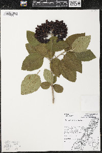 Viburnum lantana image