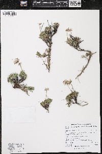 Nestotus stenophyllus image