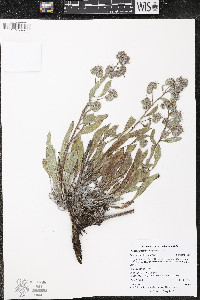 Phacelia hastata image