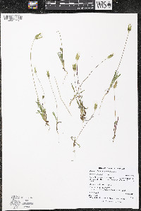 Agoseris heterophylla image