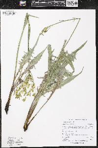 Crepis acuminata image