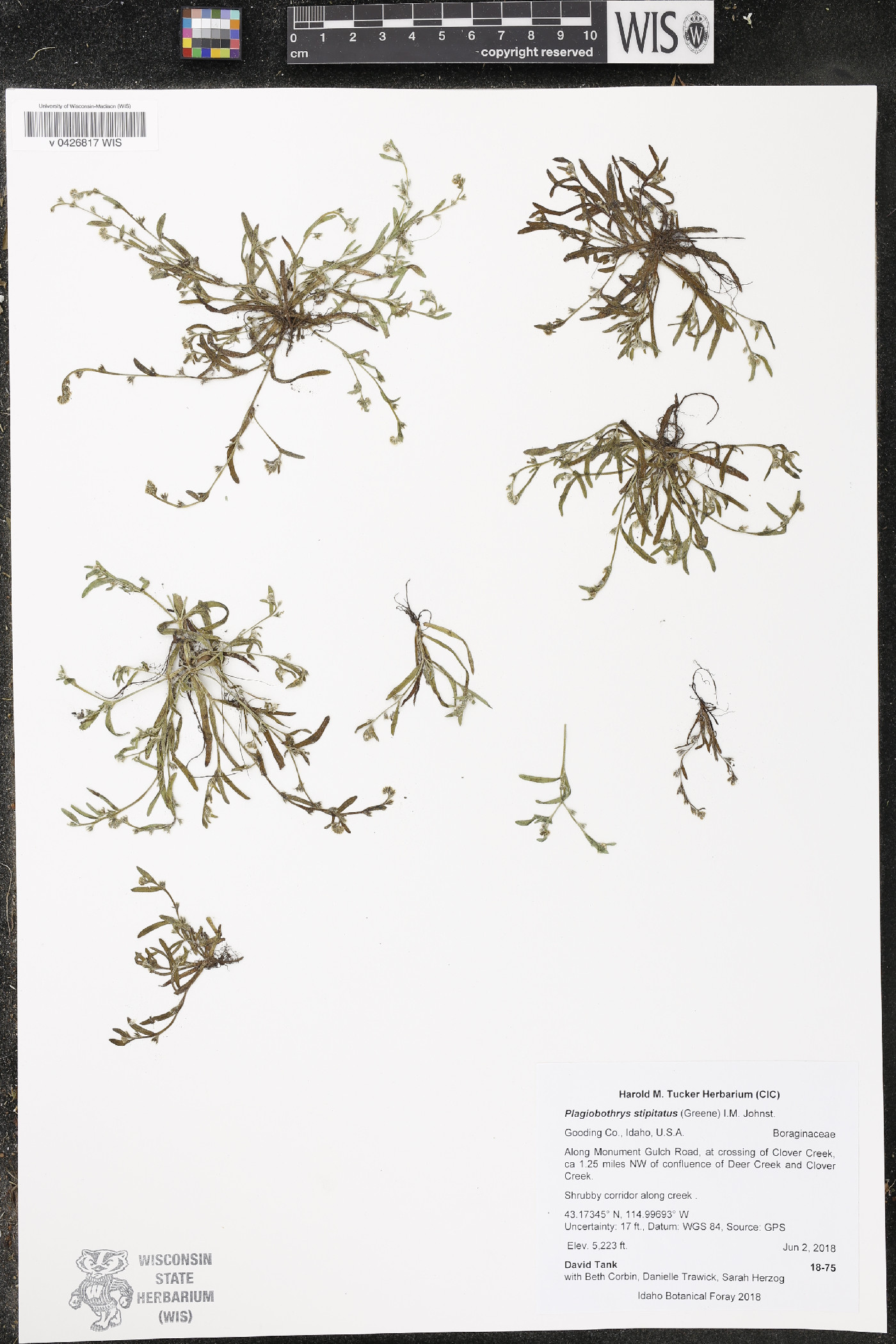 Plagiobothrys stipitatus image