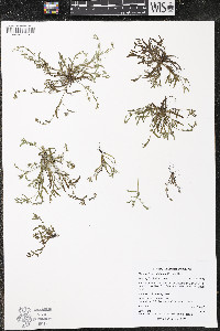 Plagiobothrys stipitatus image