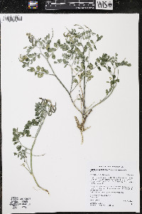 Astragalus iodanthus var. diaphanoides image