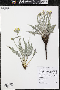 Crepis occidentalis image