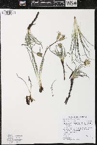 Agoseris parviflora image