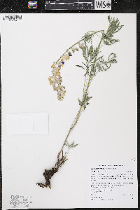 Lupinus arbustus image