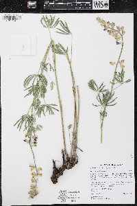 Lupinus arbustus image