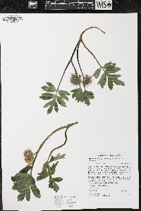 Hydrophyllum capitatum image