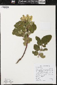 Mahonia repens image