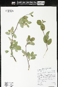 Amelanchier utahensis image