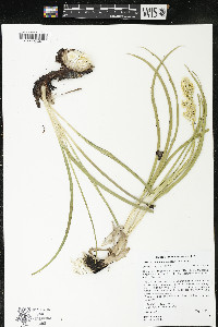 Zigadenus paniculatus image