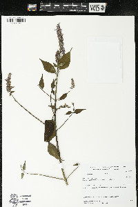 Salvia purpurea image