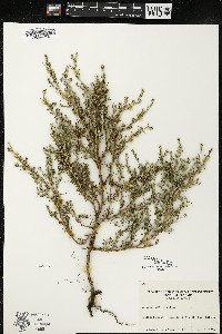 Salsola collina image