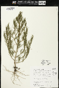 Salsola tragus image