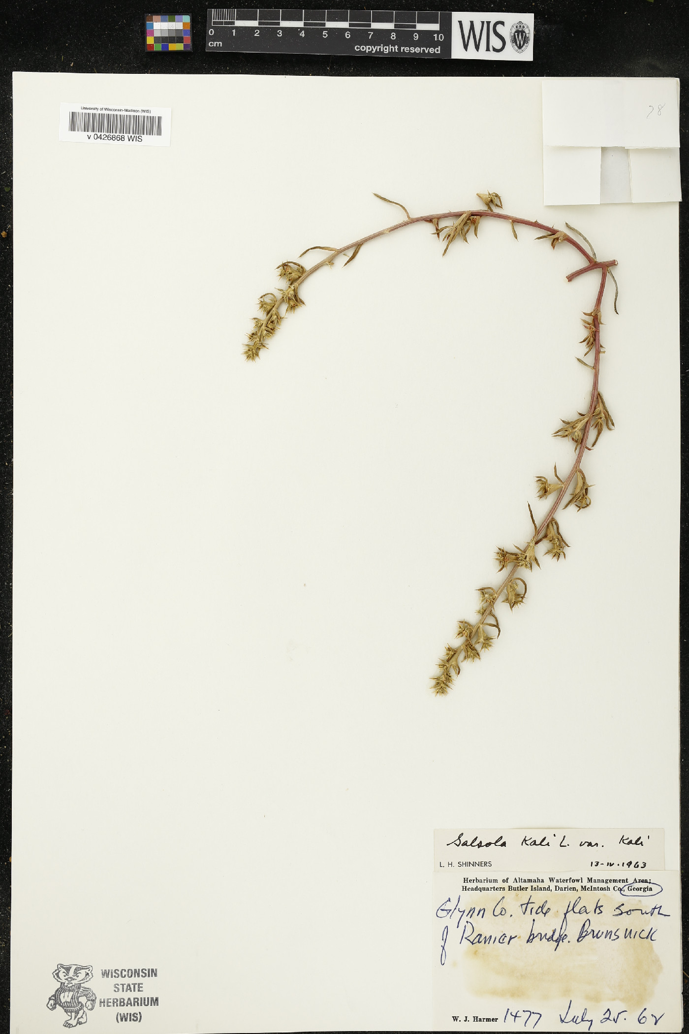 Salsola kali var. kali image