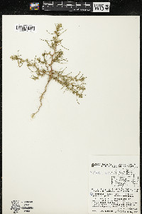 Salsola kali image