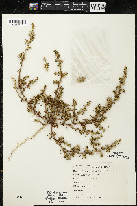 Salsola kali image