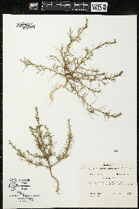 Salsola kali image