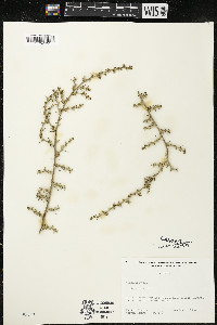 Salsola kali image