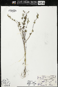 Salsola kali var. caroliniana image