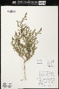 Salsola kali image