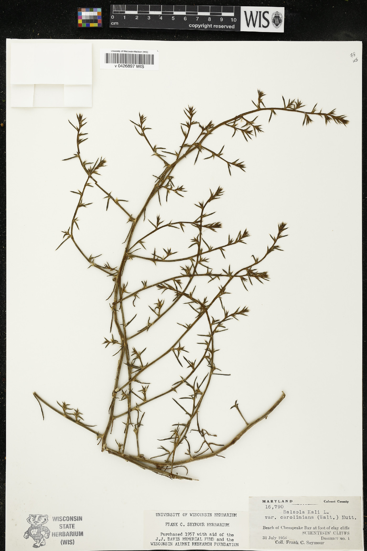 Salsola kali var. caroliniana image