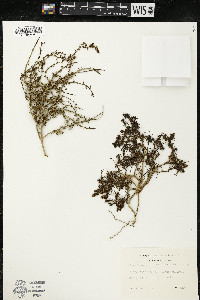 Salsola tragus image