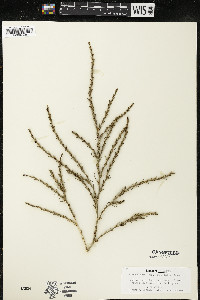 Salsola tragus image