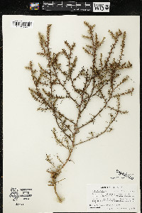 Salsola tragus image