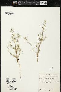 Salsola tragus image