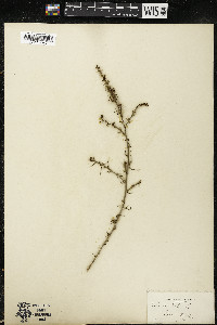 Salsola tragus image