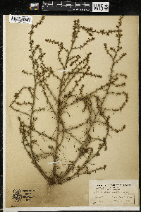 Salsola tragus image