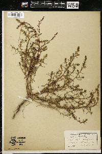 Salsola tragus image