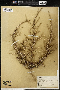 Salsola tragus image