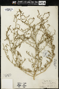 Salsola tragus image