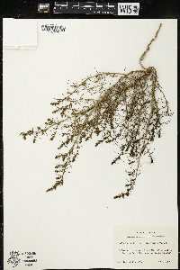 Salsola tragus image