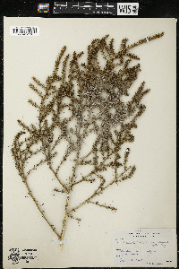 Salsola tragus image