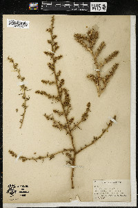 Salsola kali image