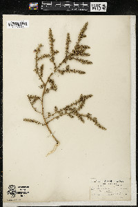 Salsola kali image