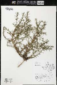 Salsola kali image