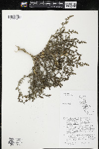 Salsola kali image