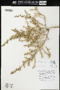 Salsola kali image