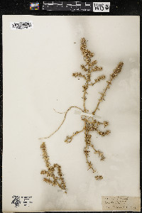 Salsola kali image