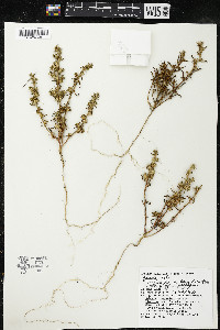 Salsola kali image